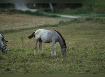 Noriker, Mare, 1 year, 15,2 hh, Leopard-Piebald