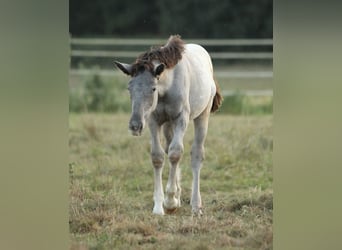 Noriker, Mare, 1 year, 15,2 hh, Leopard-Piebald