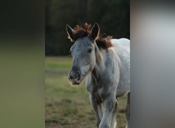 Noriker, Mare, 1 year, 15,2 hh, Leopard-Piebald