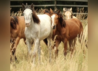 Noriker, Mare, 1 year, 15.2 hh, Leopard-Piebald Noriker, Mare, 1 year, 15.2 hh, Leopard-Piebald