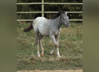 Noriker, Mare, 1 year, 15.2 hh, Leopard-Piebald Noriker, Mare, 1 year, 15.2 hh, Leopard-Piebald