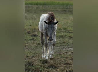 Noriker, Mare, 1 year, 15.2 hh, Leopard-Piebald Noriker, Mare, 1 year, 15.2 hh, Leopard-Piebald