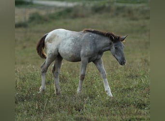 Noriker, Mare, 1 year, 15.2 hh, Leopard-Piebald Noriker, Mare, 1 year, 15.2 hh, Leopard-Piebald