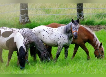 Noriker, Mare, 1 year, 15.3 hh, Leopard-Piebald