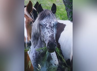 Noriker, Mare, 1 year, 15.3 hh, Leopard-Piebald