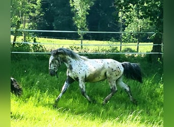 Noriker, Mare, 1 year, 15.3 hh, Leopard-Piebald