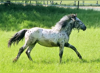 Noriker, Mare, 1 year, 15.3 hh, Leopard-Piebald