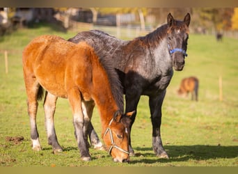 Noriker, Mare, 1 year, 15,1 hh, Brown