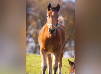 Noriker, Mare, 1 year, 15,1 hh, Brown