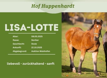 Noriker, Mare, 1 year, 15,1 hh, Brown