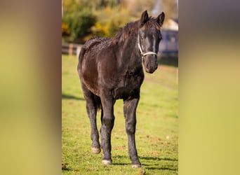 Noriker, Mare, 1 year, 15,3 hh, Black