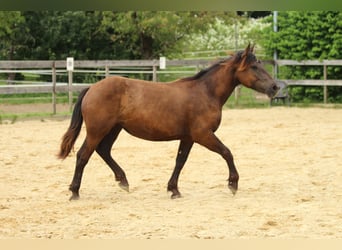 Noriker, Stute, 1 Jahr, 16 hh, Rappe