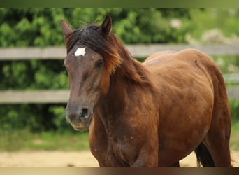 Noriker, Stute, 1 Jahr, 16 hh, Rappe