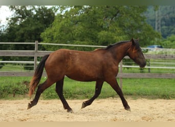 Noriker, Stute, 1 Jahr, 16 hh, Rappe