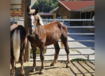 Noriker, Mare, 1 year, 16 hh, Chestnut