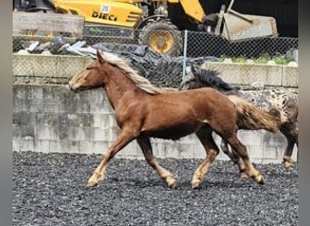 Noriker, Mare, 1 year, 16 hh, Chestnut