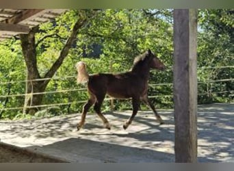 Noriker, Mare, 1 year, 16 hh, Chestnut