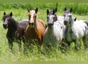 Noriker, Mare, 1 year, 16 hh, Chestnut