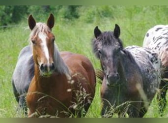 Noriker, Mare, 1 year, 16 hh, Chestnut