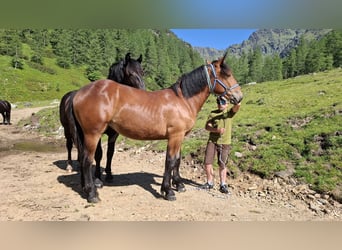 Noriker, Mare, 1 year, Bay-Dark