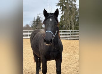 Noriker, Mare, 1 year, Black