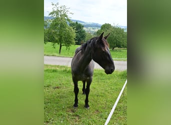 Noriker, Mare, 1 year, Brown Falb mold