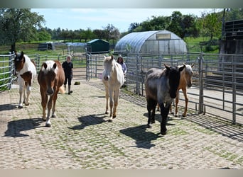 Noriker, Mare, 1 year, Brown Falb mold