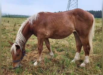 Noriker, Mare, 1 year, Chestnut-Red