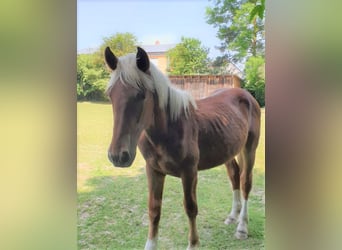 Noriker, Mare, 1 year, Chestnut-Red