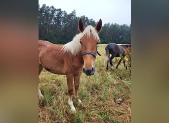 Noriker, Mare, 1 year, Chestnut-Red