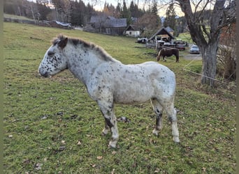 Noriker, Mare, 1 year, Leopard-Piebald