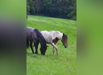 Noriker, Mare, 1 year, Pinto