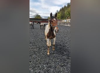 Noriker, Mare, 1 year, Pinto