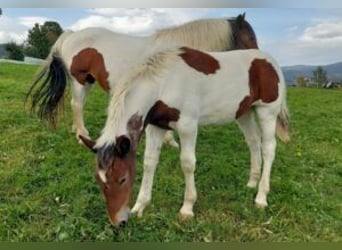 Noriker, Mare, 1 year, Pinto