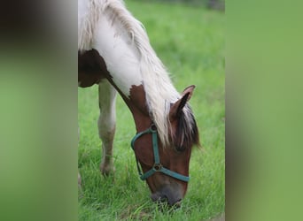 Noriker, Mare, 1 year, Pinto