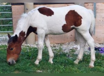 Noriker, Mare, 1 year, Pinto