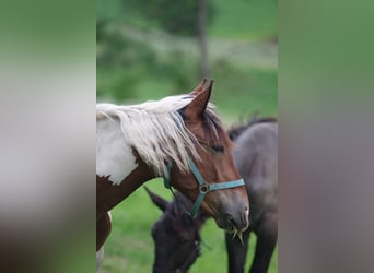 Noriker, Mare, 1 year, Pinto