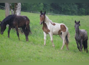 Noriker, Mare, 1 year, Pinto