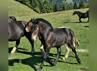 Noriker, Mare, 1 year, Smoky-Black