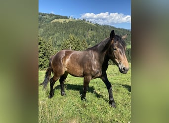 Noriker, Mare, 1 year, Smoky-Black
