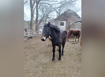 Noriker, Mare, 1 year, Smoky-Black