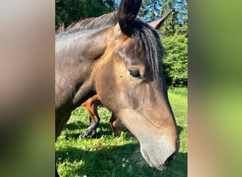 Noriker, Mare, 1 year, Smoky-Black