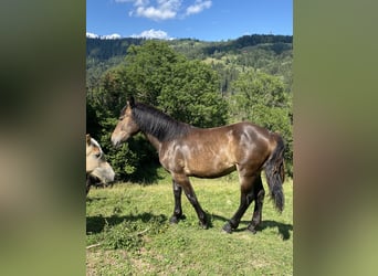 Noriker, Mare, 1 year, Smoky-Black