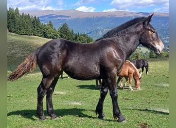 Noriker, Mare, 1 year, Smoky-Black
