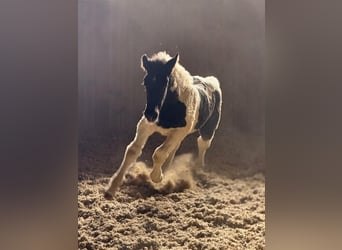 Noriker, Mare, 1 year, Tobiano-all-colors