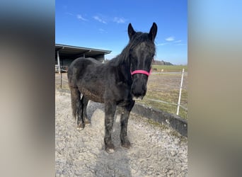 Noriker, Mare, 2 years, 15,2 hh, Black