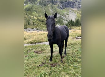 Noriker, Mare, 2 years, 15,2 hh, Black