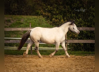 Noriker, Mare, 2 years, 15.2 hh, Leopard-Piebald