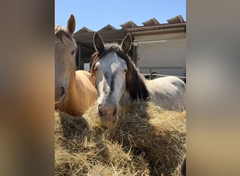 Noriker, Mare, 2 years, 15.2 hh, Leopard-Piebald