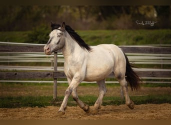 Noriker, Mare, 2 years, 15.2 hh, Leopard-Piebald